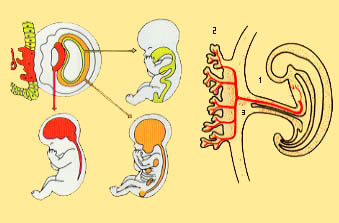  Schema 