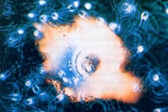  Spermatozoi e ovulo 