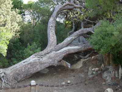  Il pino di Garibaldi 