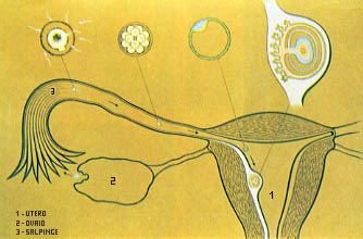  Schema 