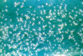  Spermatozoi 